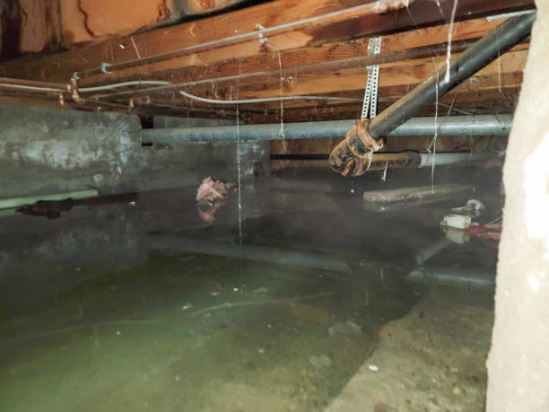 Best Water damage restoration cost  in Clara City, MN