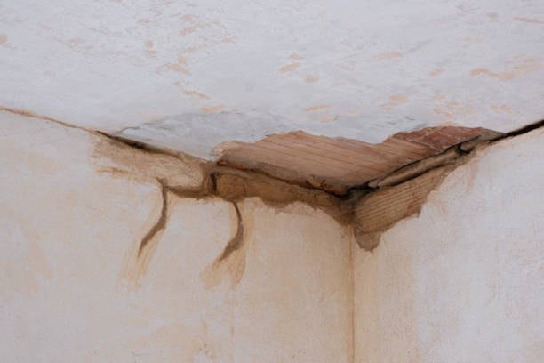 Best Professional water damage repair  in Clara City, MN
